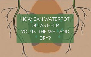 How can Waterpot Ollas Help You in the  Wet and Dry ?