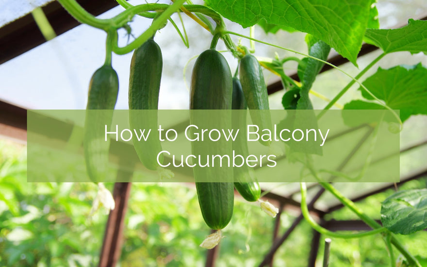 How to Grow Container Cucumbers