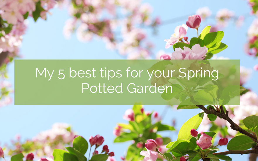 My 5 Best Tips For Your Spring Potted Garden