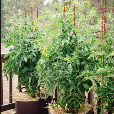 Tomatoes grow in a Root Pouch grow bag